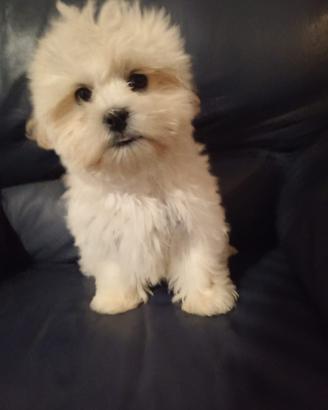 Maltipoo (maltese x barboncino)