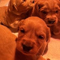 Cuccioli golden retriver