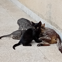 Gattini