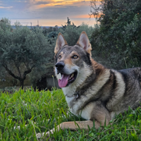 Lupo cecoslovacco