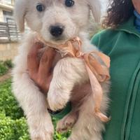 Cucciola tre mesi femmina