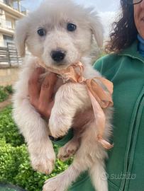 Cucciola tre mesi femmina