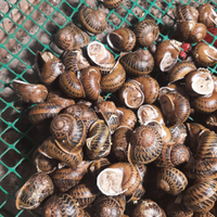 Lumache vive di terra da astronomia Helix aspersa