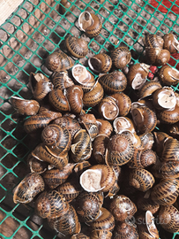 Lumache vive di terra da astronomia Helix aspersa