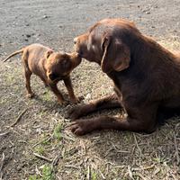 Labrador