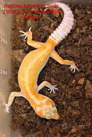 Geco leopardino albino