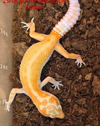 Geco leopardino albino