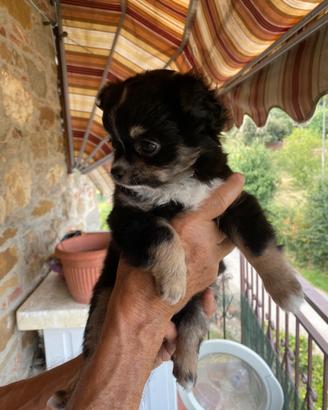Chihuahua femmina
