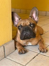 Bulldog francese di 10 mesi con pedigree ENCI