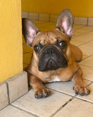 Bulldog francese di 10 mesi con pedigree ENCI