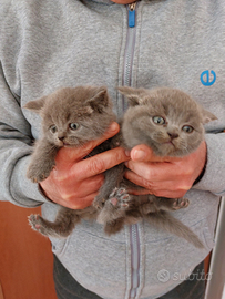 Scottish fold è straight