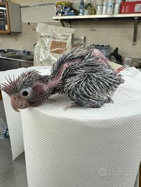 Cacatua Roseicapilla 2026 baby