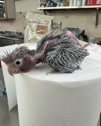 Cacatua Roseicapilla 2026 baby
