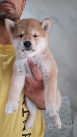 Cucciola di Shiba Inu con pedigree ENCI