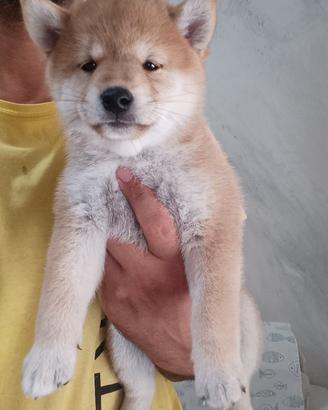 Cucciola di Shiba Inu con pedigree ENCI