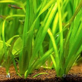 Vallisneria Gigantea - pianta per acquario