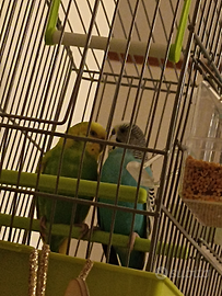 Coppia di Pappagalli compreso di gabbia