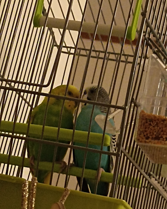 Coppia di Pappagalli compreso di gabbia