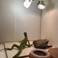 Iguna con terrario