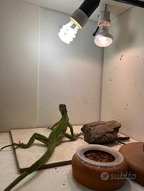 Iguna con terrario