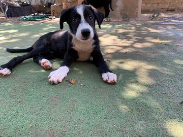 Cuccioli disponibili spulciati e sverminati
