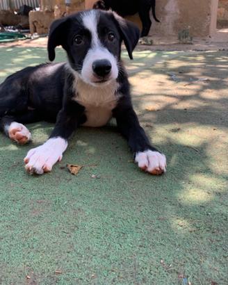 Cuccioli disponibili spulciati e sverminati
