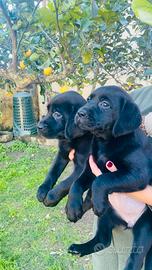 Cuccioli di Labrador nero