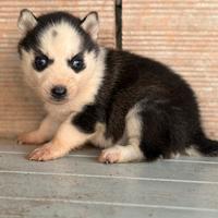 Siberian Husky
