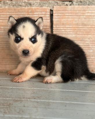 Siberian Husky