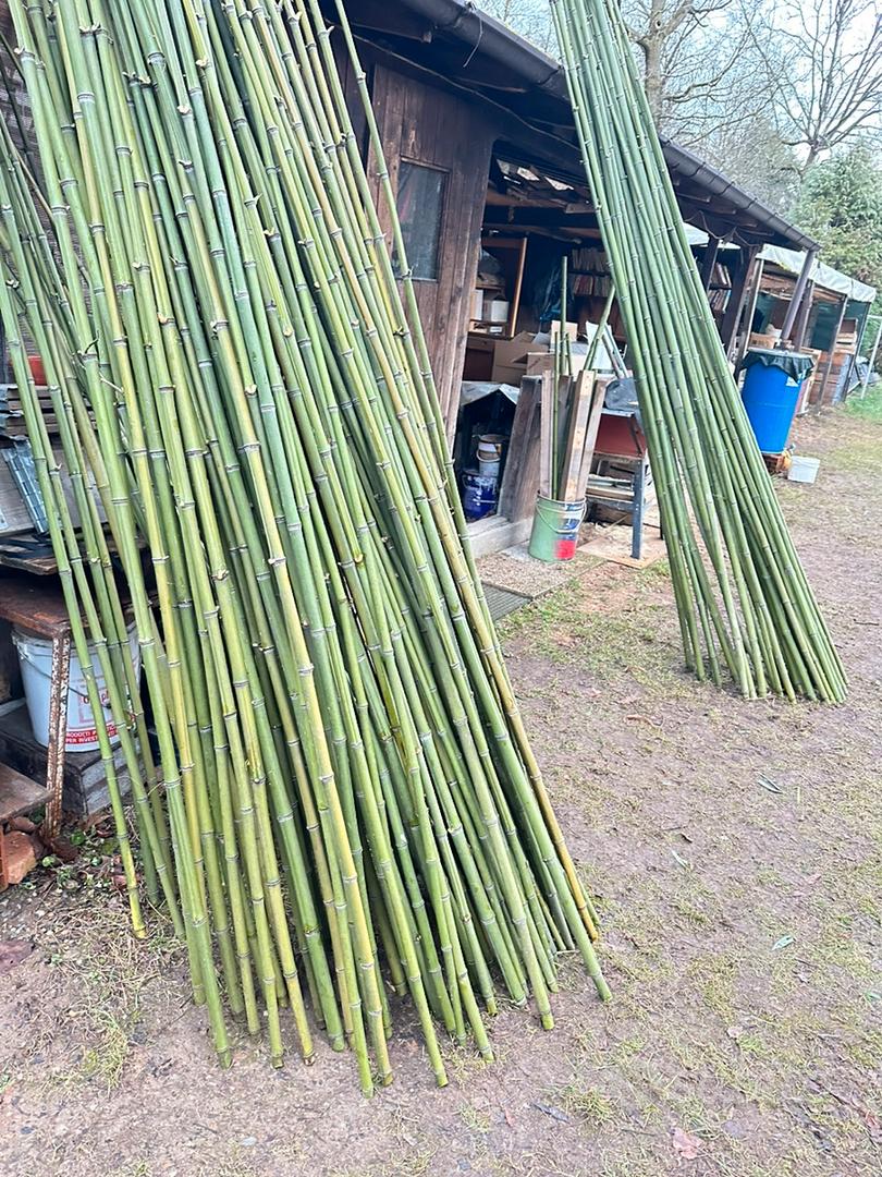 Cannes In Bamb&ugrave; Per Orto E Giardino - Tutori Naturali 20/22x1800 Mm, Confezione Da 10