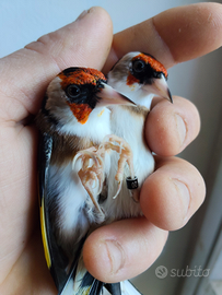 Cardellini micro acianici