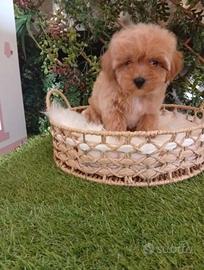 Stupendo Maltipoo toy