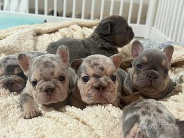 Ultimi due cuccioli bulldog francese esotico