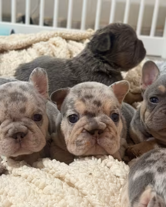 Ultimi due cuccioli bulldog francese esotico