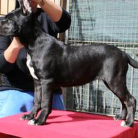 Cane corso