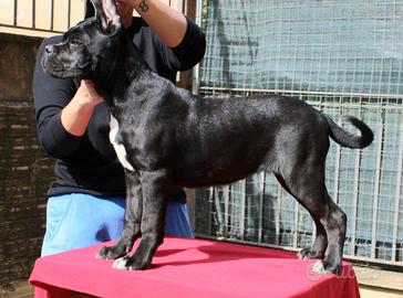 Cane corso