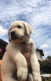 Labrador Retriever Miele