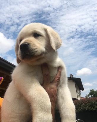 Labrador Retriever Miele