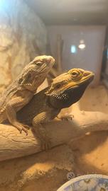 Pogona vitticeps o drago barbuto