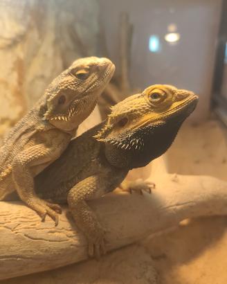 Pogona vitticeps o drago barbuto