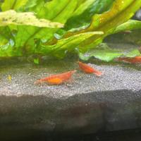 Neocaridine red cherry