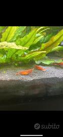 Neocaridine red cherry