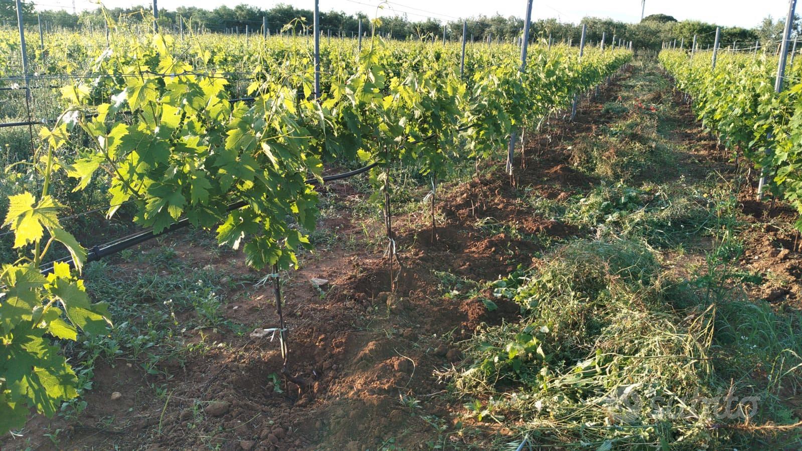 Vigneto in agro di Acquaviva delle Fonti - Vista 2