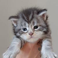 Cuccioli maine coon