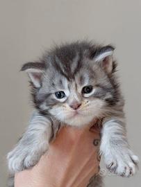 Cuccioli maine coon