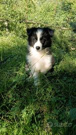 Cucciolo border collie pedigree Super Star