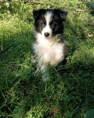 Cucciolo border collie pedigree Super Star