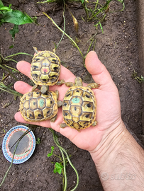 Tartaruga di terra THB