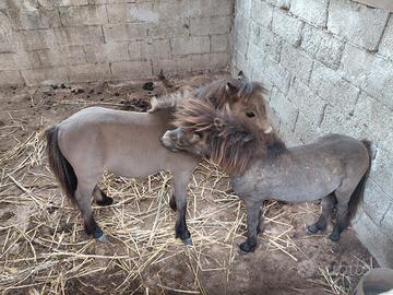 Coppia falabella