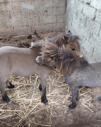 Coppia falabella